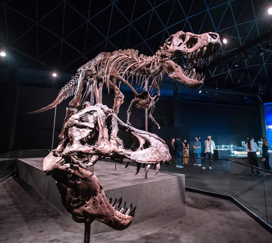 Natural History Museum Abu Dhabi